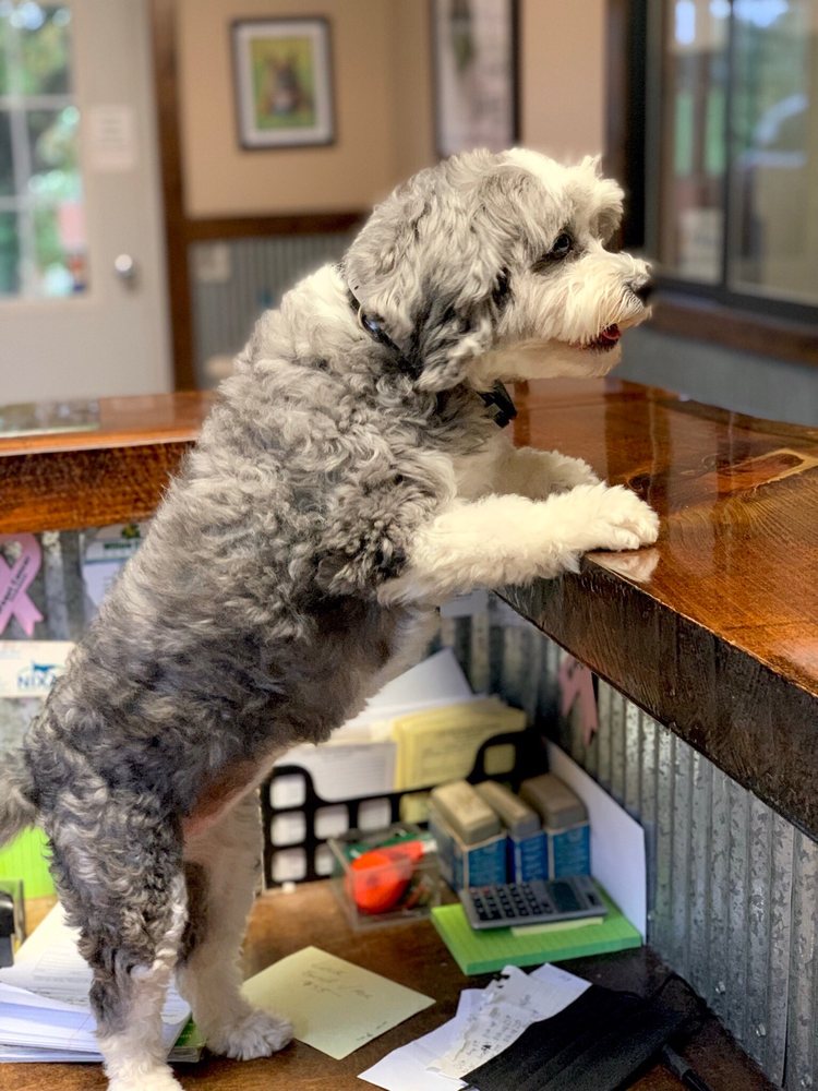 A BIT OF COUNTRY K9 KENNEL Updated September 2024 13 Photos & 12