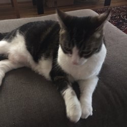 Nicks Veterinary Hospital - Our cat, Caterina, also trusts Dr. Nicks!