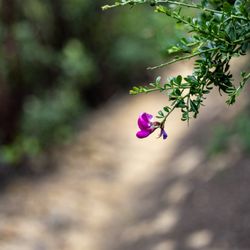 El Corte de Madera Creek Preserve - El Corte de Madera Creek Preserve