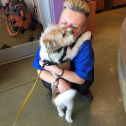 pocket puppies palatine