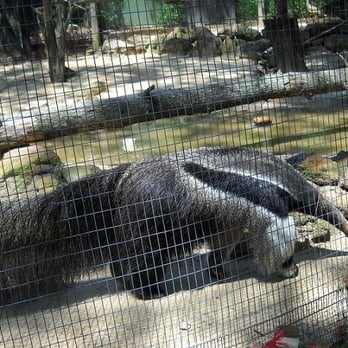 Caldwell Zoo - another anteater view - Zoos Near Me - Tyler, Texas