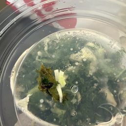 Bug in my kale salad :( Bug in my kale salad :(