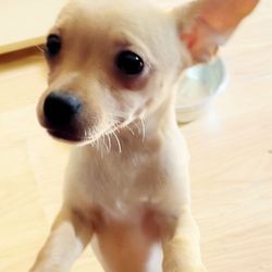 Dreamer's Pups - Fawn Shortcoat Male Chihuahua Puppy