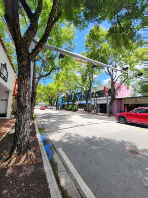 Coconut Grove by null