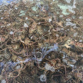 Lobster Walk - Lobster tanks , you scoop your own - Seafood Markets Near Me - Islamorada, Florida Lobster Walk - Lobster tanks , you scoop your own - Seafood Markets Near Me - Islamorada, Florida