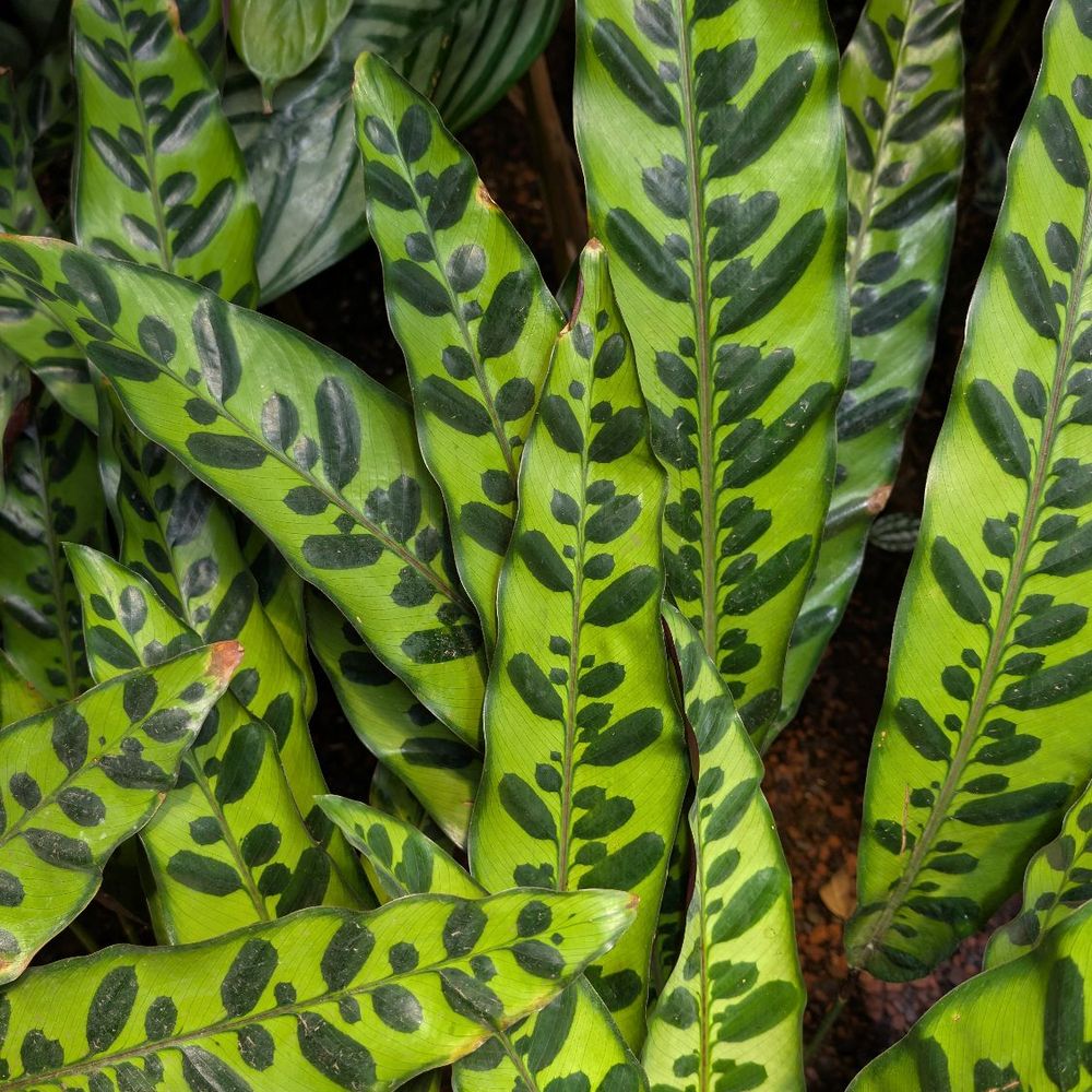 Amazon Spheres - This plant is stunning! - Botanical Gardens Near Me - Seattle, Washington