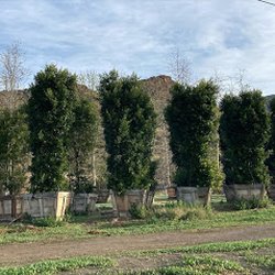 Bonilla Nurseries