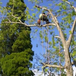 Designer Tree Care