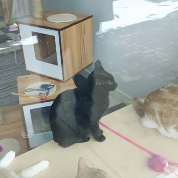 Cat Cafe on Whyte - Coffee & Tea Near Me - Edmonton, Alberta