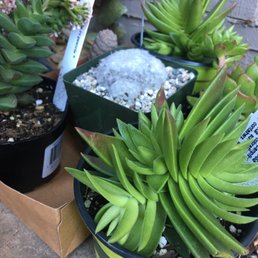 Fun succulents and cacti.