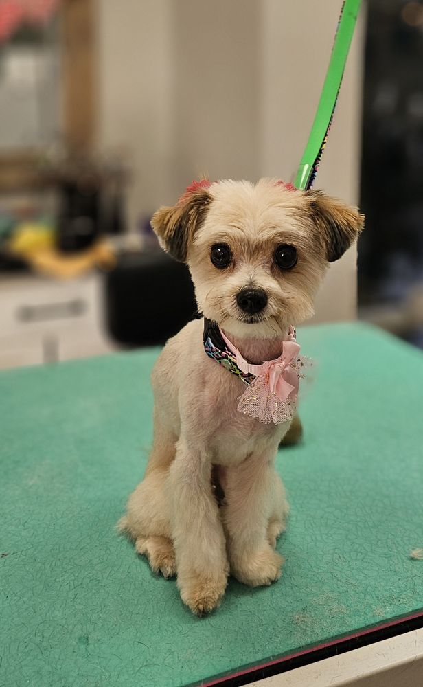 WAG THIS WAY PET SPA Updated September 2024 40 Photos 2081B Geer