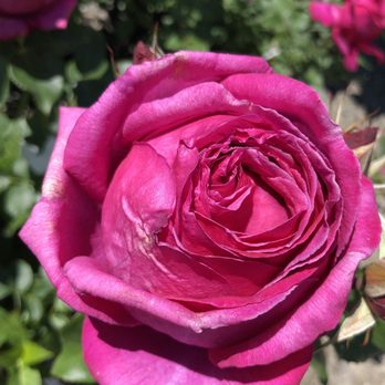 Jo-Ann's Gardens - a pink rose - Landscaping Near Me - Wells, Maine