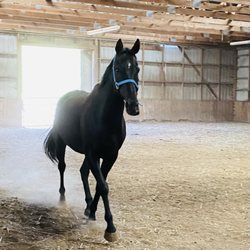 Midnight Mountain Stables - Midnight in the arena 120x72