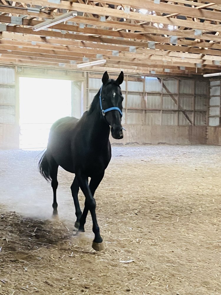 Midnight Mountain Stables - equestrian in Roy, WA