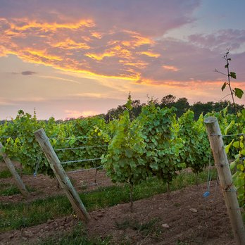 GreenLane Estate Winery - Sunset over our young Riesling block, Fall 2011 - Wineries Near Me - Vineland, Ontario GreenLane Estate Winery - Sunset over our young Riesling block, Fall 2011 - Wineries Near Me - Vineland, Ontario