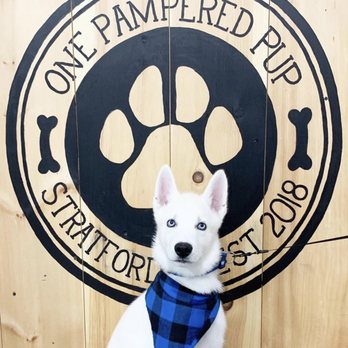 One Pampered Pup - Pet Groomers Near Me - Stratford, Connecticut One Pampered Pup - Pet Groomers Near Me - Stratford, Connecticut