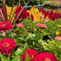 Butterflies like our flowers too.