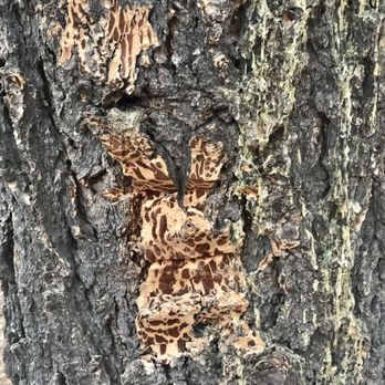 Lower Maxwell Falls Trail Head - Bunny on the tree stump - Hiking Near Me - Evergreen, Colorado