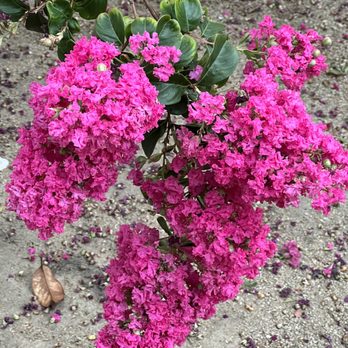 Shubha Landscape Design - Best Flowers - Landscaping Near Me - Santa Clara, California Shubha Landscape Design - Best Flowers - Landscaping Near Me - Santa Clara, California