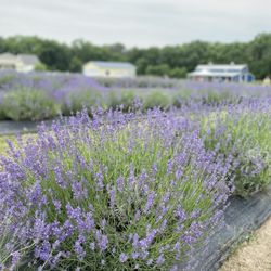 Battlefield Lavender