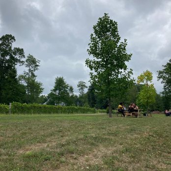 Zorvino Vineyards - The smallest tree has a pileated woodpecker who was quite vocal! - Wineries Near Me - Sandown, New Hampshire Zorvino Vineyards - The smallest tree has a pileated woodpecker who was quite vocal! - Wineries Near Me - Sandown, New Hampshire