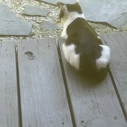 Santee Animal Hospital - Athena relaxing on the deck