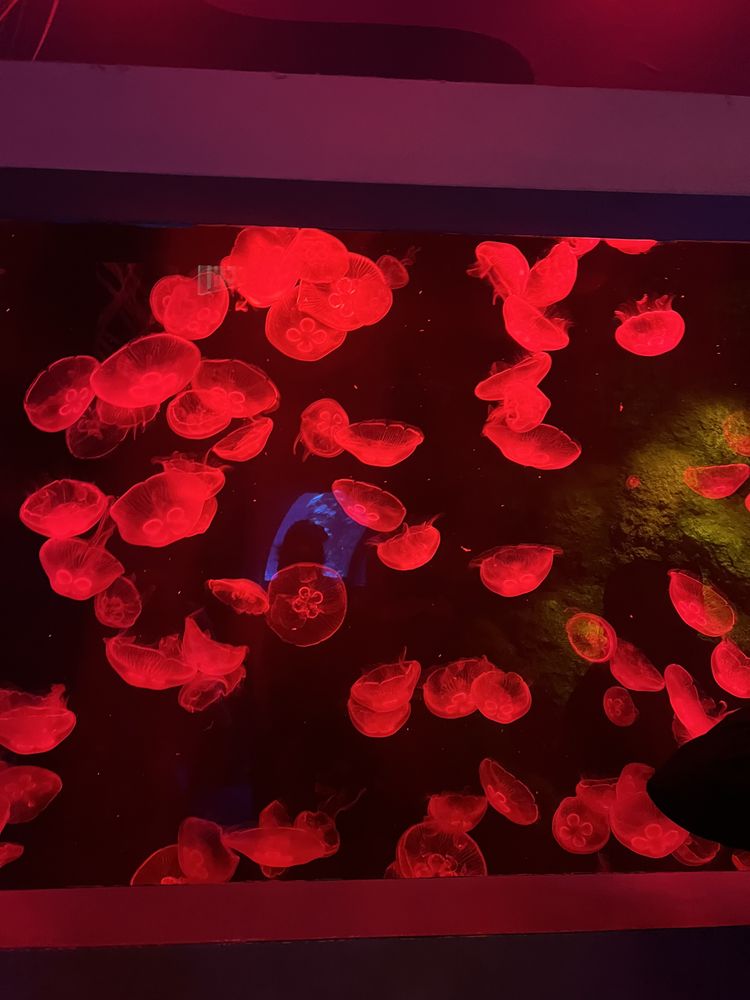 Sophisticated Kidz - childcare center in Warren, MI