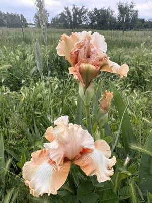 Long's Gardens by null