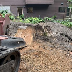 Bye Bye Stumps