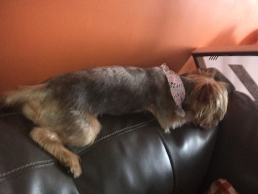 gloria's dog beauty salon