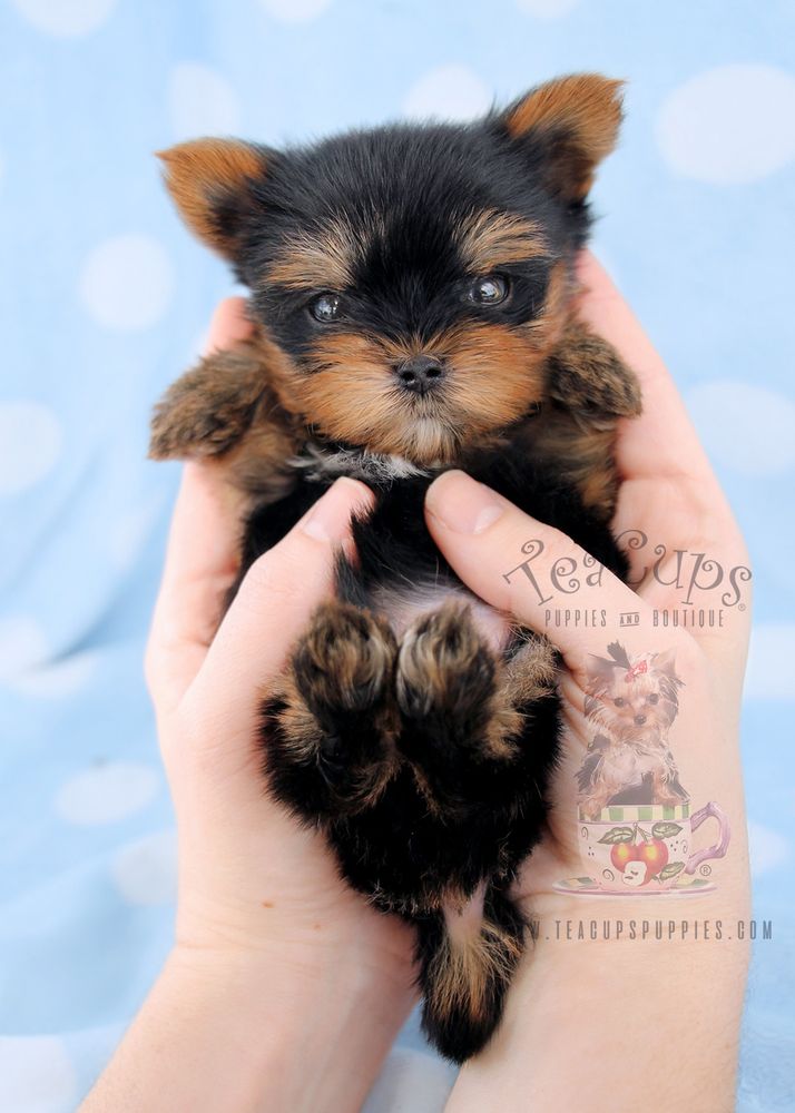 tea cups puppies and boutique