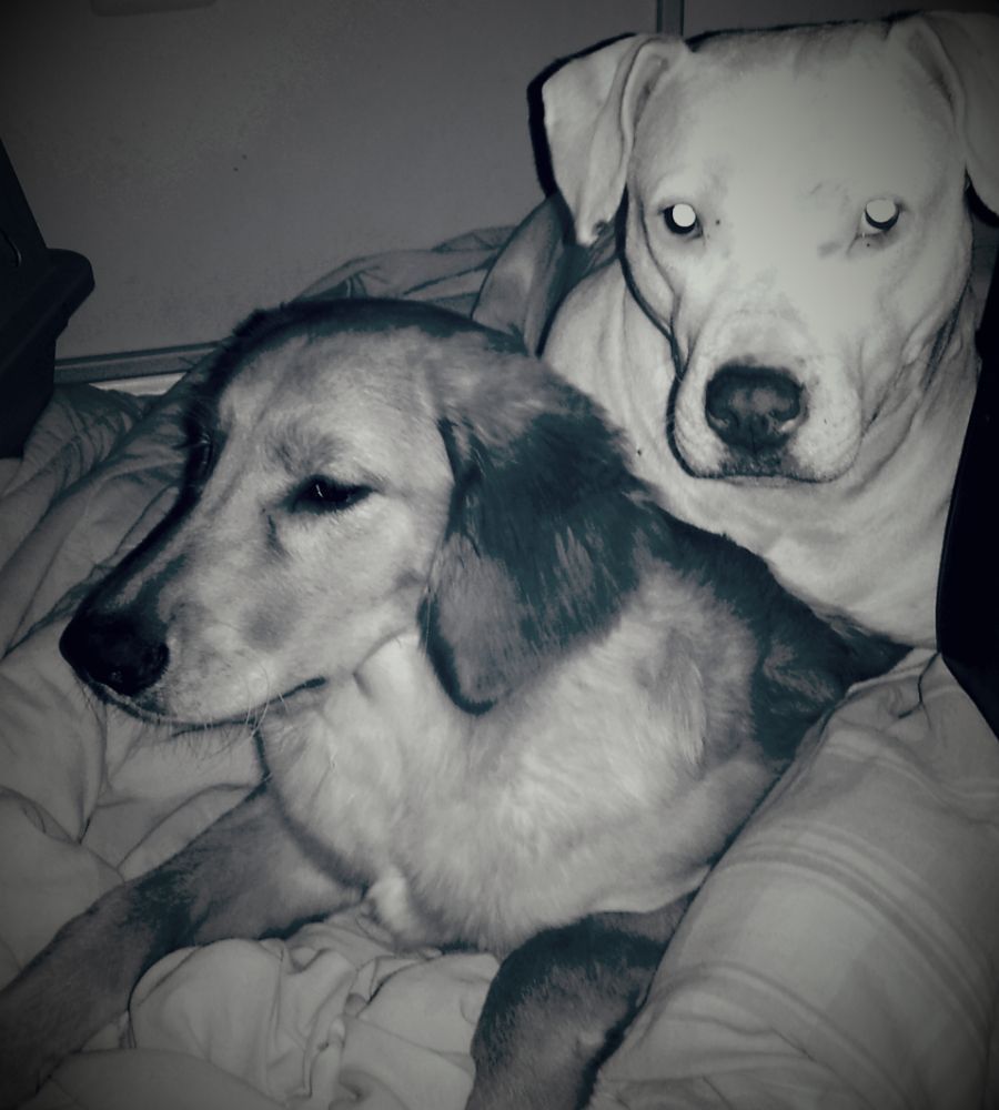 CARING HANDS PET CARE Edgewater, Florida Pet Boarding Phone