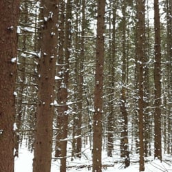 Pittsfield State Forest
