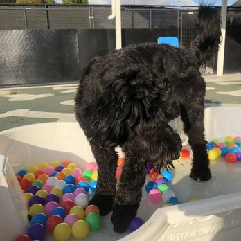 Social Pet - Pet Boarding Near Me - Pineville, North Carolina