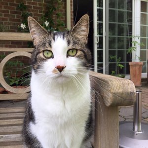 veterinary goodison center oxford