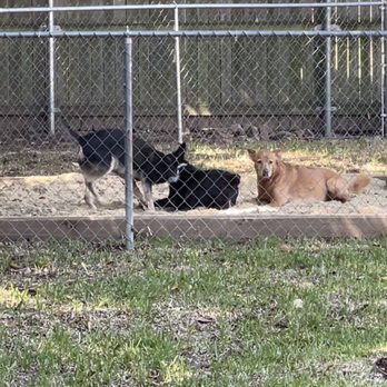 Unique Landscaping - a dog and a cat in a fenced in area - Landscaping Near Me - Colleyville, Texas