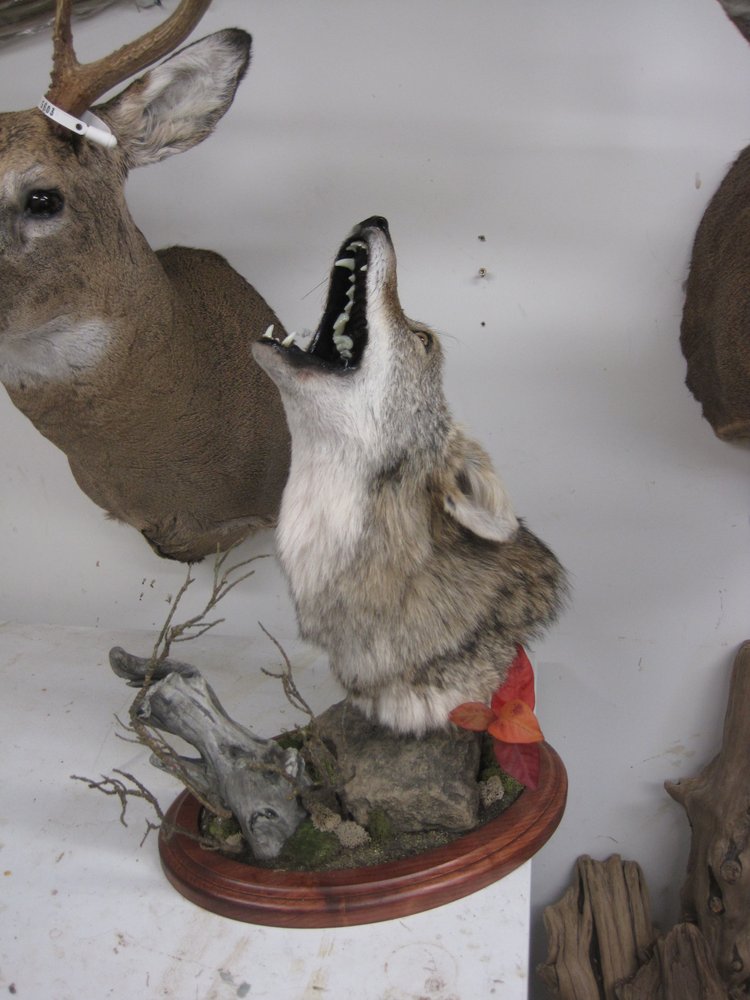 Mounts & Memories Taxidermy - taxidermy in Stacy, MN