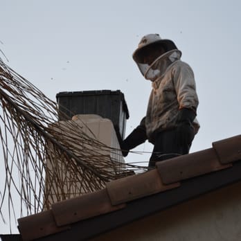 AA-Beekeeper - The box to transport the queen and swarm. - Pest Control Near Me AA-Beekeeper - The box to transport the queen and swarm. - Pest Control Near Me
