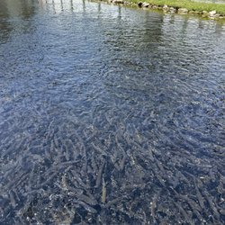 Mount Shasta Hatchery