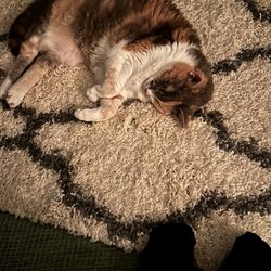 Ronnie's Carpets & Flooring