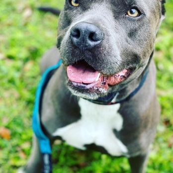Game Time Dog Services - Look at those eyes!! - Dog Walkers Near Me - Austin, Texas