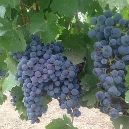 Grapes Grapes