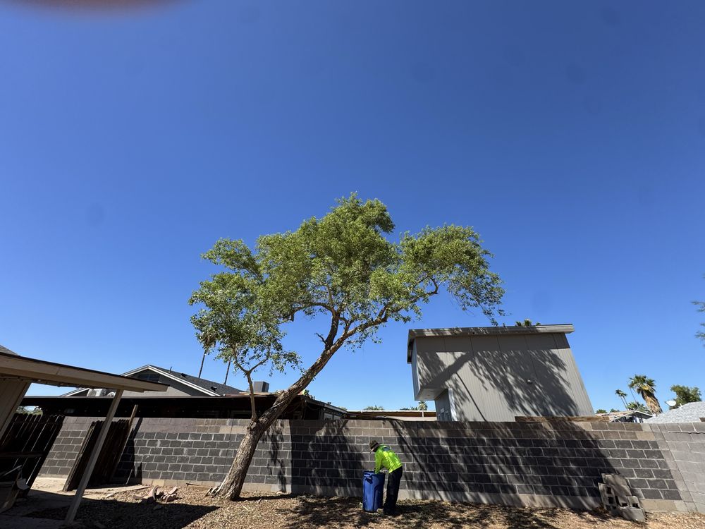 Green Earth Trees - veterans service organization in Mesa, AZ