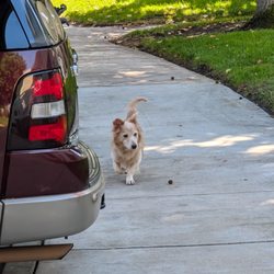 Mariner's Cove Apartments - This dog has got out of apartment