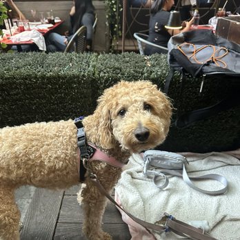 Sojourn Social - Doggo - Bars Near Me - New York, New York