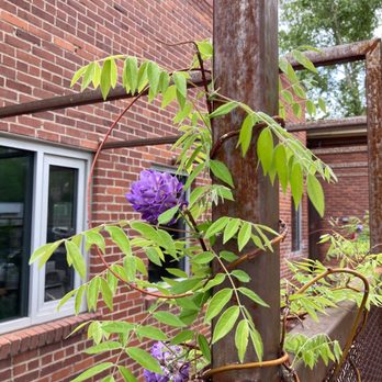 Coffeebar - Pretty flowers on the back patio/garden - Coffee & Tea Near Me - Reno, Nevada