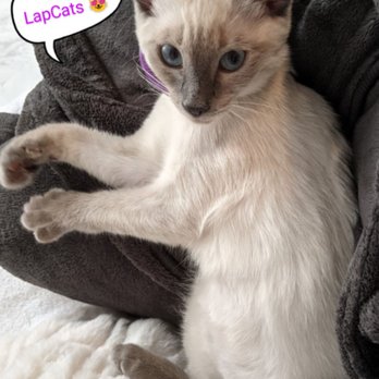 Lapcats - Pets Near Me - Sacramento, California Lapcats - Pets Near Me - Sacramento, California