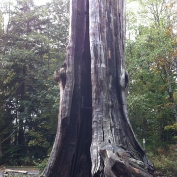Hollow Tree - Landmarks & Historical Buildings Near Me - Vancouver, British Columbia