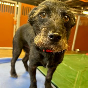 Camp Bow Wow - Scruffy Muffin! Lets have a stand-up dance party! WOOF! - Pet Boarding Near Me - Hurst, Texas Camp Bow Wow - Scruffy Muffin! Lets have a stand-up dance party! WOOF! - Pet Boarding Near Me - Hurst, Texas