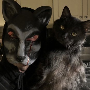 The Comforted Kitty - Getting ready for Halloween! - Pet Sitting Near Me The Comforted Kitty - Getting ready for Halloween! - Pet Sitting Near Me